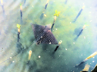 Diversity of Marine Species